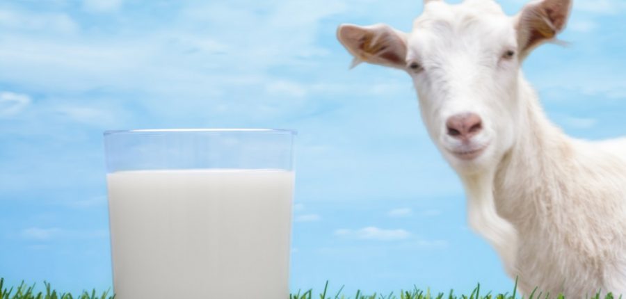 The Udder truth of “got milk”