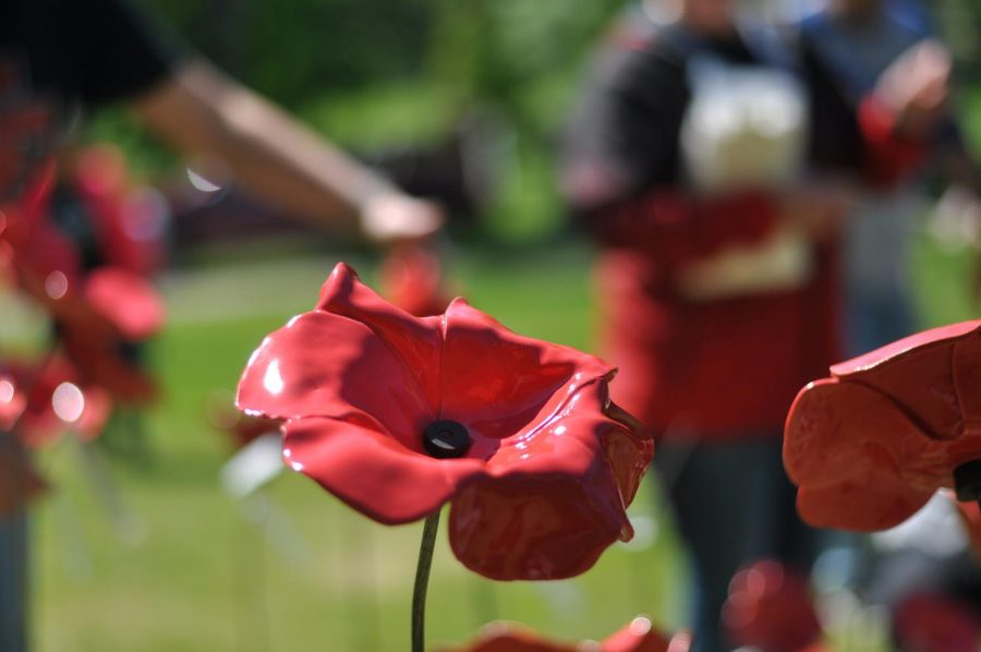 One of over 480 ceramic poppies created by CFHS staff to commemorate 