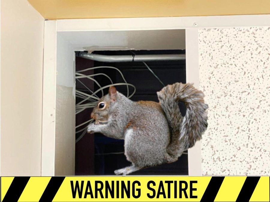 A squirrel feeds on the exposed wires in the computer lab.