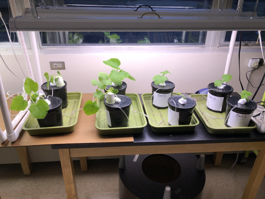 Hydroponics is the latest Biology department project in Mrs. Thompsons class