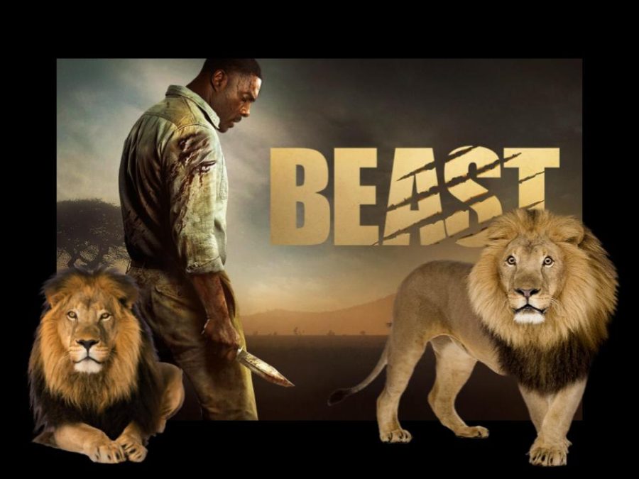 Idris Elba is forced to face the lions in his new film, Beast.