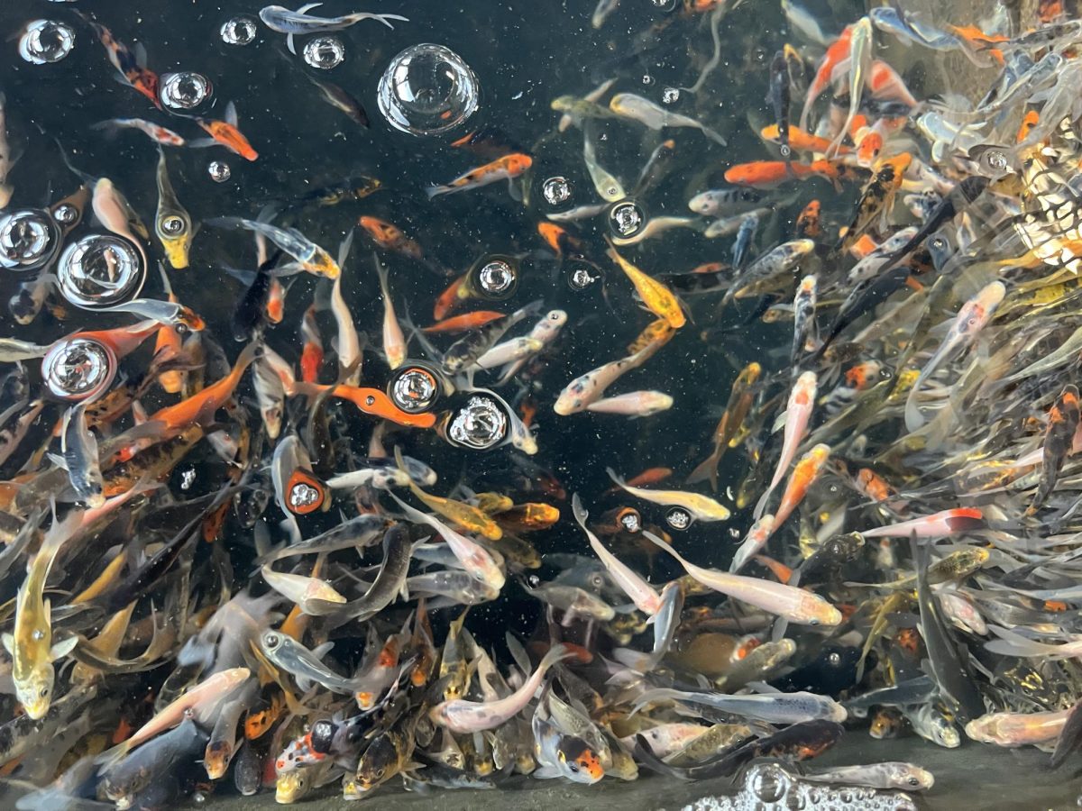 The fish at Ozark Fisheries swim in pools before they are shipped to customers, either through wholesale or e-commerce.