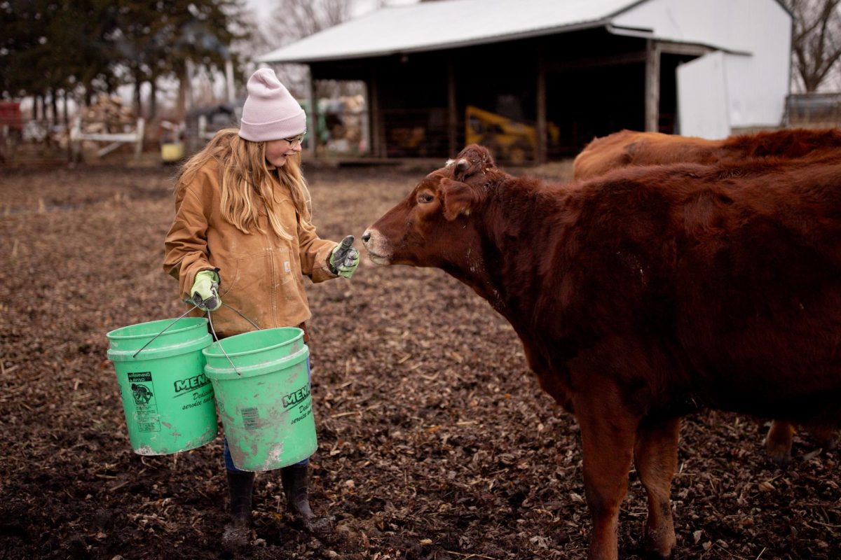 Bella Boyum interacts with her cows after school. Photo courtesy of Elizabeth Boyum.