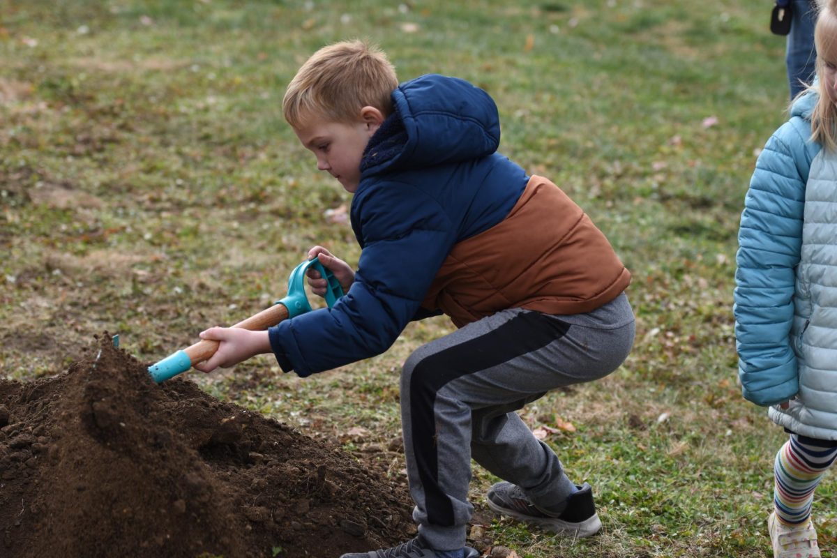 A kindergartner helps put dirt over the tree 
